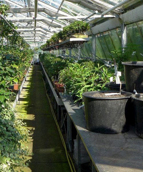 Ne zavrzite starih plastičnih lončkov za sadike – uporabite jih za ta genialni vrtnarski trik