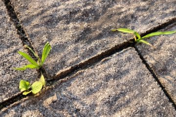 Ta prašek na terasi naredi več, kot si mislite