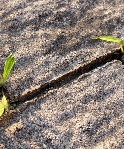 Trava med tlakovci ne raste po naključju: en razlog je skoraj vedno isti