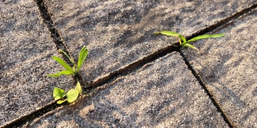 Ta prašek na terasi naredi več, kot si mislite