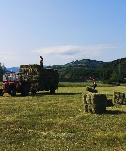 V naslednjih dneh bo Slovenija polna takšnih prizorov – košnja, sonce in vonj po svežem senu