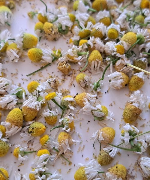 Zdaj je pravi čas za sušenje kamilic – a ne smete narediti teh treh napak