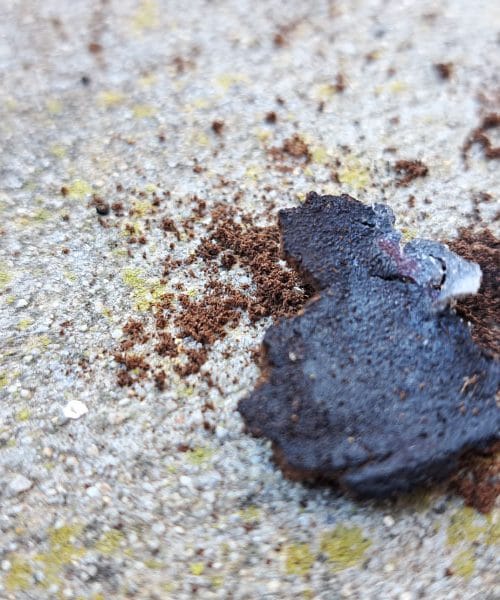 20 rastlin, ki obožujejo kavne usedline