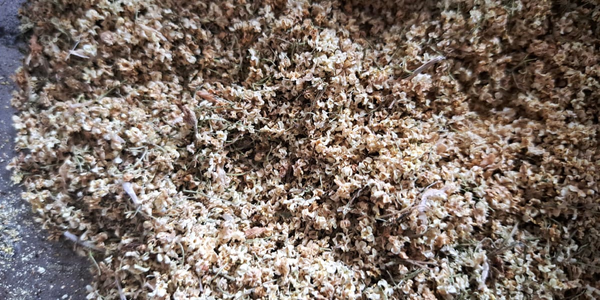 Posušeni bezgovi cvetovi