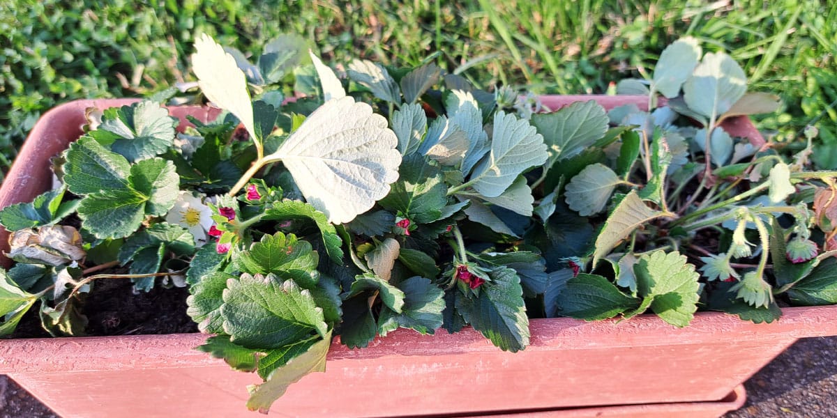 Povešeni listi jagod