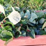 Povešeni listi jagod