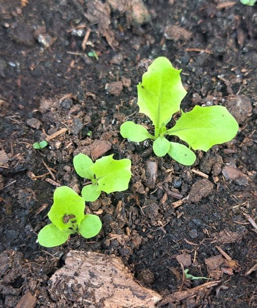 Presajanje sadik solate: kako, kdaj in zakaj se splača narediti ta korak