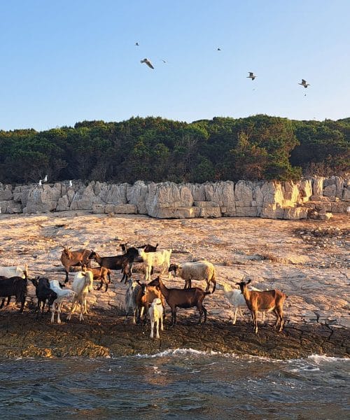 Koze na samotnih jadranskih otokih: divje, svobodne in presenetljivo prilagojene