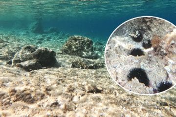 Morski ježki niso samo nadloga za kopalce: na Jadranu spreminjajo videz morskega dna