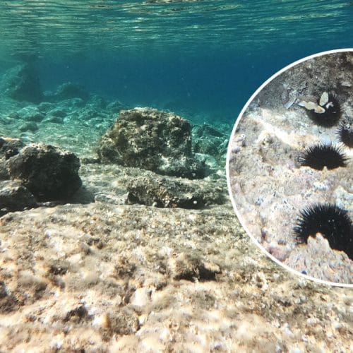 Morski ježki niso samo nadloga za kopalce: na Jadranu spreminjajo videz morskega dna