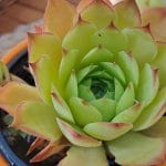 Rastline za vroča poletja