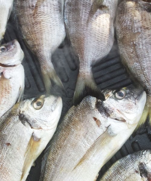 Kako pripraviti ribe – 6 najboljših načinov za popoln okus