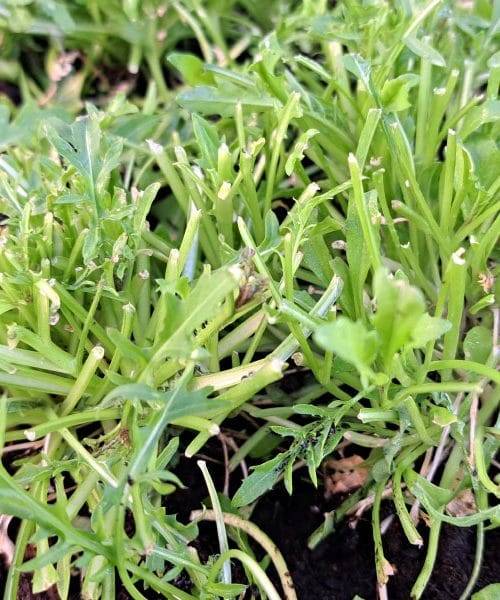 Te vrtne nadloge prepoznajte pravočasno, rešile bodo pridelek in živce