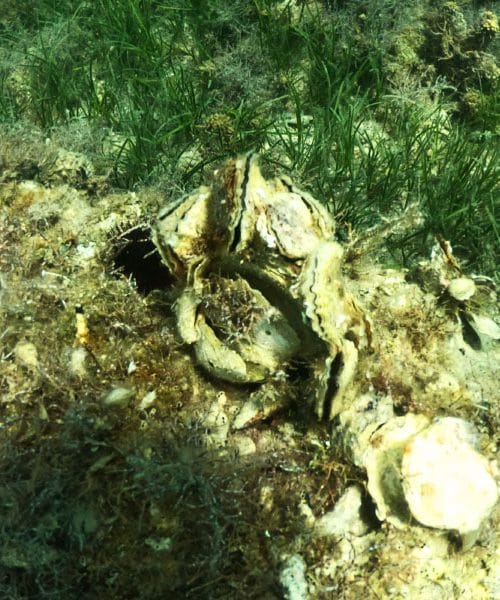 Te morske školjke že leta veljajo za naravni afrodiziak