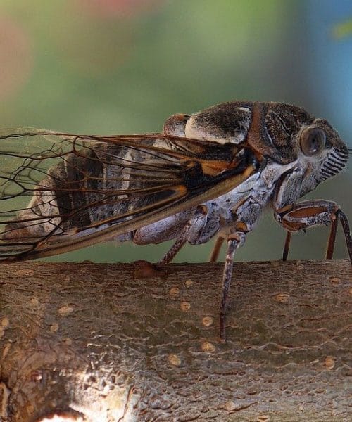 Kdaj se začnejo oglašati škržati in zakaj jih slišimo le poleti