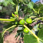 Figa, smokva, bodice morskega ježa