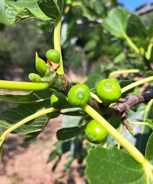 Če ste stopili na morskega ježa, potem je to prva in najbolj priročna rešitev