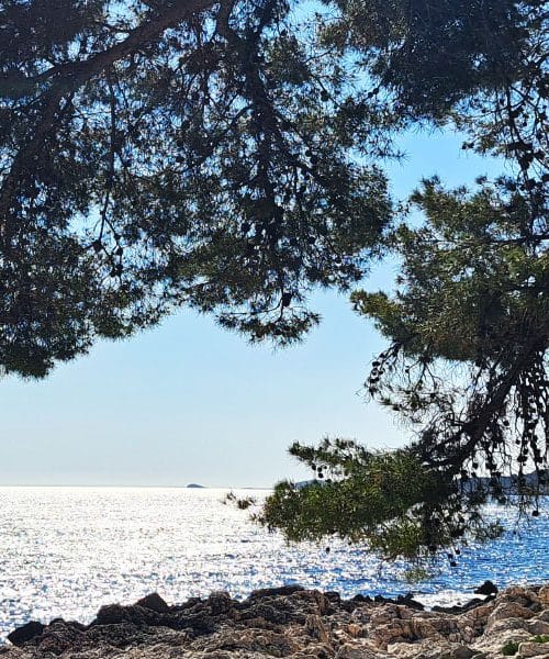 Storži so uporabni, estetski in brezplačni zaklad narave. Kako jih uporabite doma?