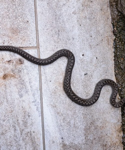 To se zgodi z vašim telesom, če vas je strah kač – in kako ta strah odpraviti