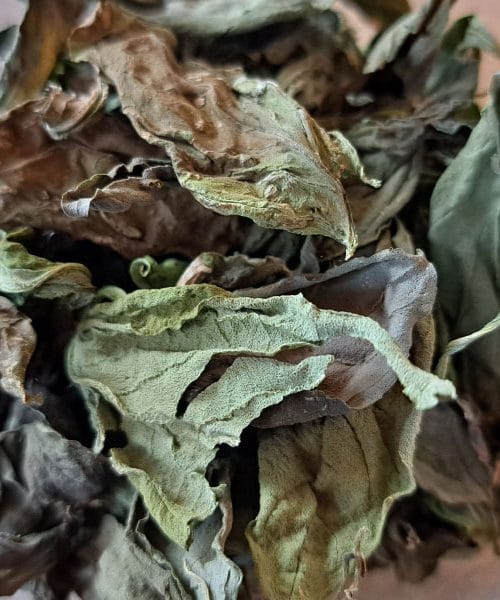 Kako poleti shraniti sveža zelišča, da ostanejo dišeča še tedne