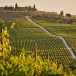 Toskanska vinska cesta, Foto: Johny Goerend / Unsplash