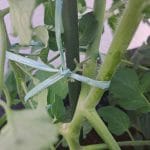 Vezanje paradižnika