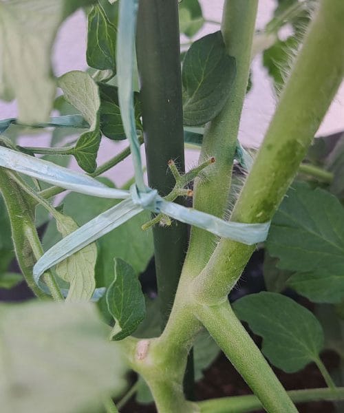 Zakaj je vezanje sadik paradižnika tako zelo pomembno?