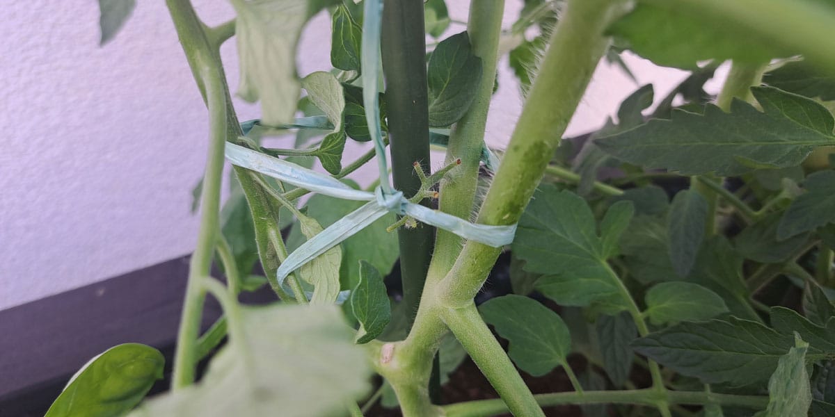 Vezanje paradižnika