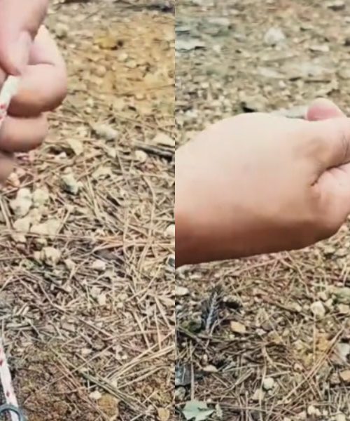 Ta vozel s TikToka bi moral poznati vsak, ki kampira – in marsikdo ga dela narobe