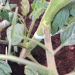 Zalistniki pri paradižniku