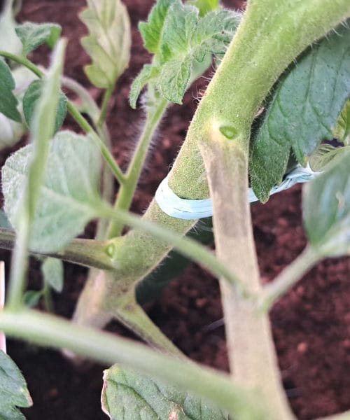 Zakaj morate resno razmisliti o odstranjevanju zalistnikov pri paradižniku