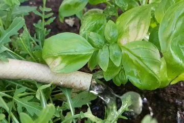 Mnogi vrt zalivajo prepogosto in narobe, prehod v poletje pa tega ne odpusti
