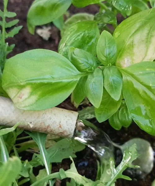 Mnogi vrt zalivajo prepogosto in narobe, prehod v poletje pa tega ne odpusti