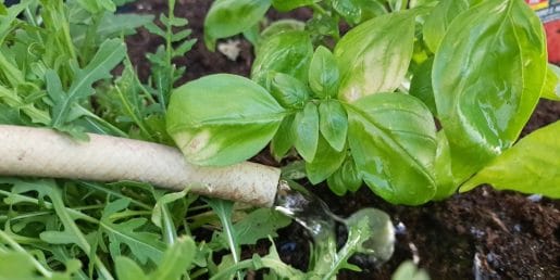Mnogi vrt zalivajo prepogosto in narobe, prehod v poletje pa tega ne odpusti
