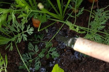 Pravilo treh sekund pri zalivanju vrta: preprost trik, ki lahko reši pridelek