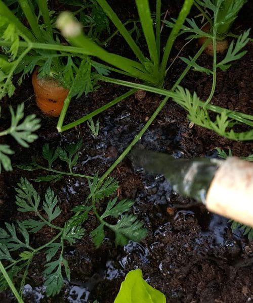 Pravilo treh sekund pri zalivanju vrta: preprost trik, ki lahko reši pridelek