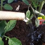 Zalivanje paradižnikov