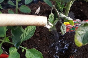 Veliko vrtičkarjev naredi to napako že prvi teden po sajenju paradižnika