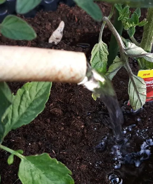 Napaka pri zalivanju paradižnika, zaradi katere rastlina ostane šibka