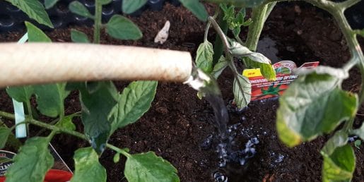 Veliko vrtičkarjev naredi to napako že prvi teden po sajenju paradižnika