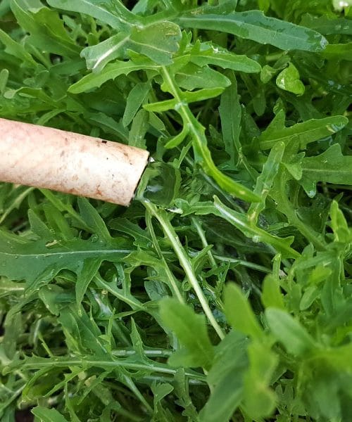 Kako zalivati rukolo na visoki gredi?