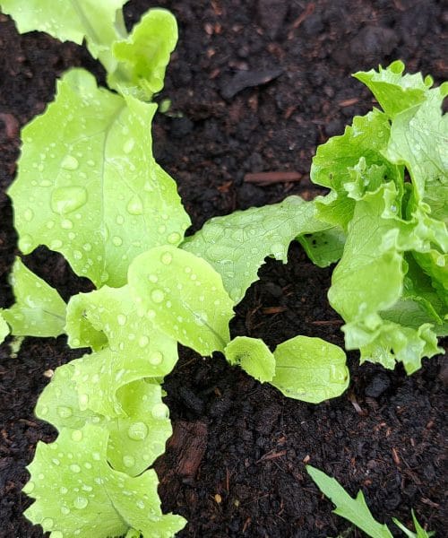Kako pogosto je treba zalivati solato na domačem vrtu