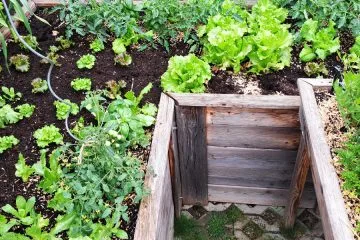 To so rastline, ki na visokih gredah uspevajo najbolje