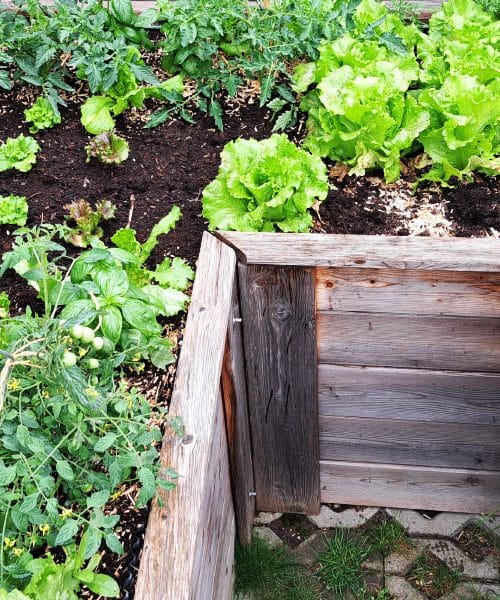 To so rastline, ki na visokih gredah uspevajo najbolje