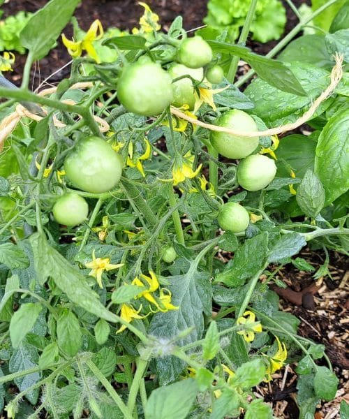 Če vam paradižnik ne pordeči, preverite ta skriti vzrok