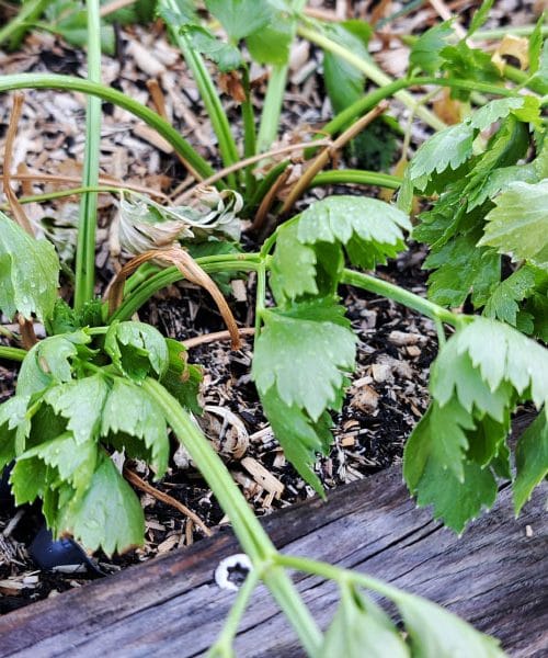 Hranite zeleno dlje: preprost trik s folijo, ki spremeni shranjevanje zelenjave