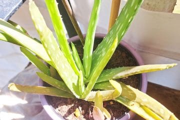 Aloe vera vam rumeni? S tem testom hitro ugotovite, kaj ji manjka