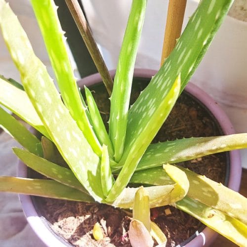 Aloe vera vam rumeni? S tem testom hitro ugotovite, kaj ji manjka