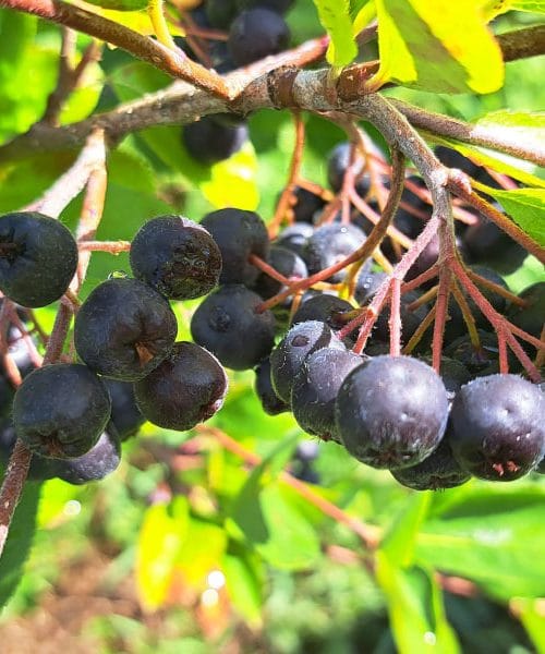 Kdaj dozorijo aronije in kako prepoznati pravi trenutek za obiranje