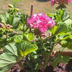 Cvetoče balkonsko cvetje